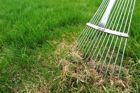 Why And How To Dethatch A Lawn Hgtv