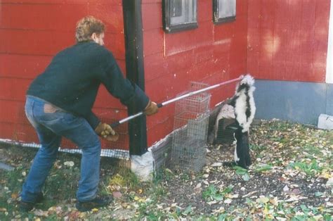 Skunk Removal Westchester Ny Intrepid Wildlife Services