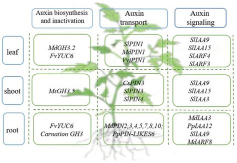 Cells Free Full Text Roles Of Auxin In The Growth Development And