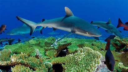 Underwater Ocean Reef Fish Sharks Desktop Shark