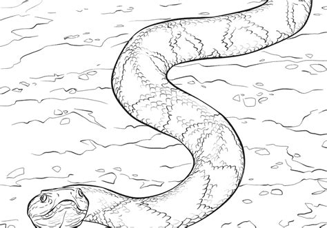 Australian Snakes Coloring Pages Christopher Myersa S Coloring Pages My XXX Hot Girl