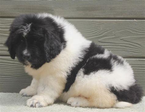 Information on finding responsible breeders and reputable rescues, and advice on sharing. Roxie - female AKC landseer black & white newfoundland ...