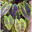 Colocasia Esculenta Illustris © Produktiva  Ornamental Plants