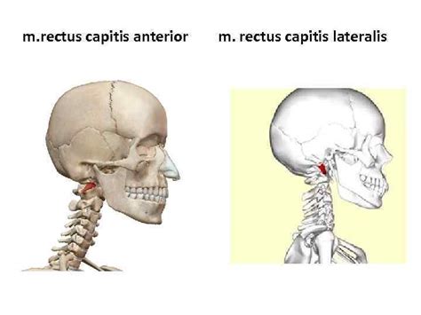 Мышцы туловища Поверхностные мышцы спины M Trapezius