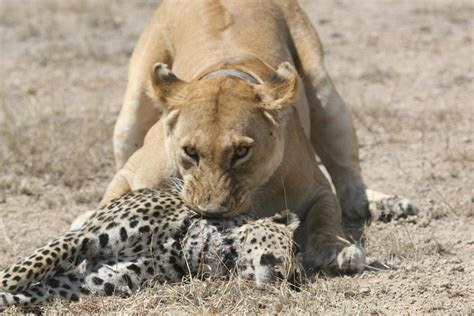 Lion Eating A Leopard Rnatureismetal