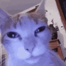 Cat GIF Cat Discover Share GIFs