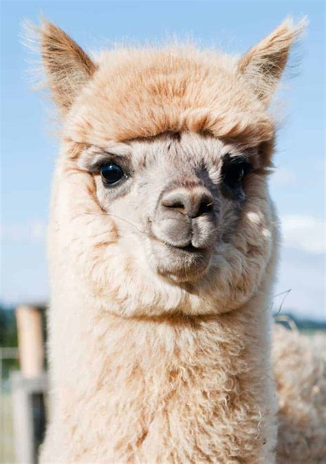 Differences Between Alpacas And Llamas