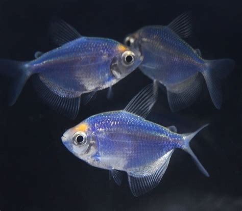 Cosmic Blue Glofish Tetra Glofish Tetra Fish Aquarium Fish
