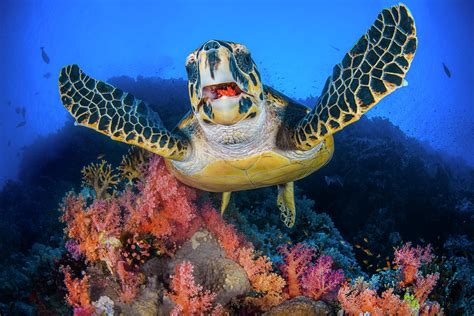Hawksbill Turtle Feeding On Red Soft Coral Sinai Egypt Photograph By