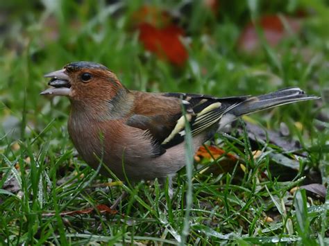 In diesem clip zeige ich 13 vogelarten aus der artenreichen familie der finken. Finken Fotos - Tier-fotos.eu