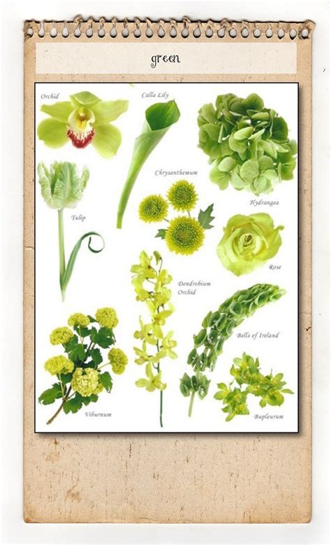 My favourite flower quotes and verses. Flowers Chart With Names In English Green flower chart ...