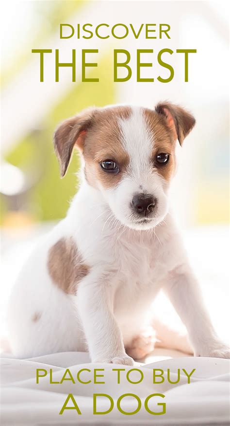 We are proud to offer our two flagship products, perktop and perkgrout, for sale and installation. Where To Buy A Dog Or Puppy - A Guide To Reputable Dog Sellers