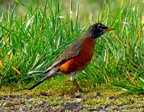 American Robin Side View Photo And Wallpaper All American Robin Side