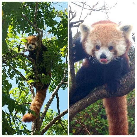 Red Pandas Poop The Equivalent Of Their Body Weight Over Just One Week