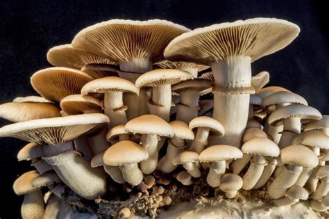 How Mushrooms Can Save The World Discover Magazine