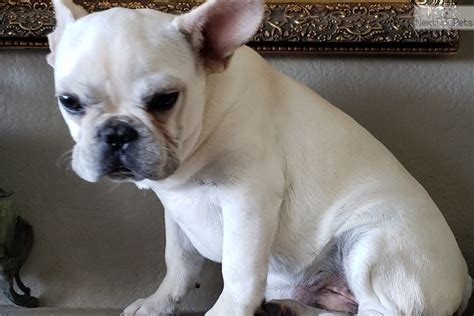 All dogs live in private foster homes until they are adopted. French Bulldog puppy for sale near San Diego, California ...