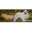 Top Activities For A Great Pyrenees  Wag