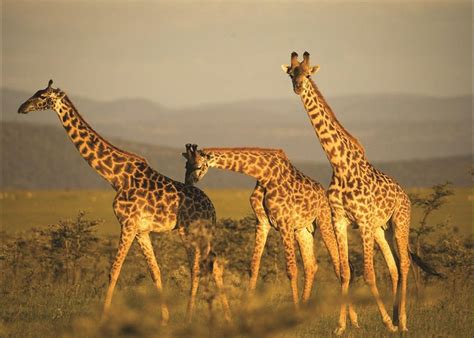 Visit Masai Mara National Reserve Kenya Audley Travel