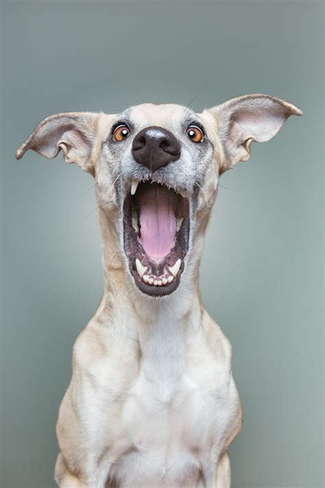 Interview Expressive Human Like Portraits Of Dogs By Elke Vogelsang