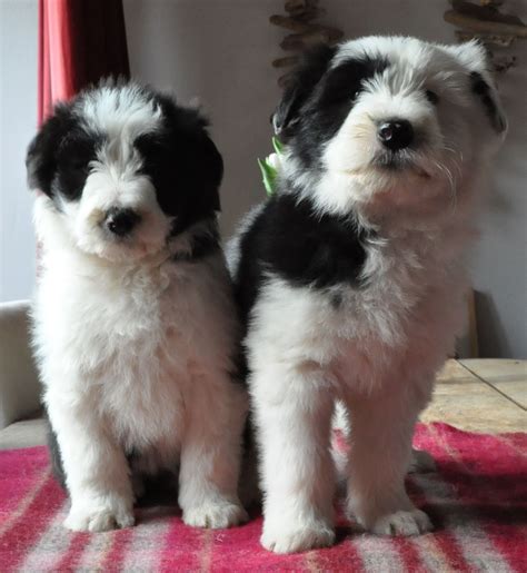 Great savings & free delivery / collection on many items. Bearded Collie Puppies for sale | Lydney, Gloucestershire ...