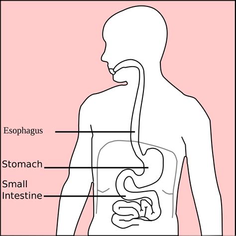 Identifying Signs And Symptoms Of Stomach Ulcers Hubpages