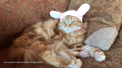 Funny Cat Lazily Protests Easter Rabbit Bunny Ears Hat