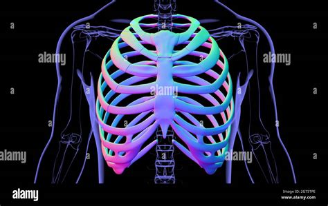 Human Skeleton Anatomy Rib Cage 3d Rendering For Medical Concept Stock