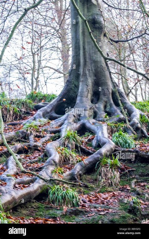 Exposed Beech Tree Roots Hi Res Stock Photography And Images Alamy