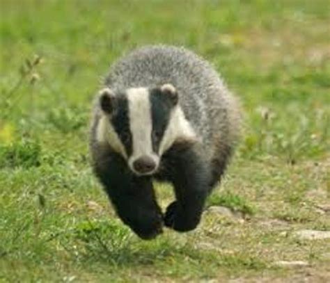 10 Facts About Badgers Fact File