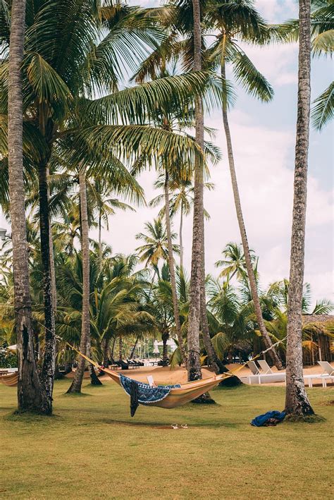 Hd Wallpaper Green Palm Trees With Beige Hammock Beach Beautiful