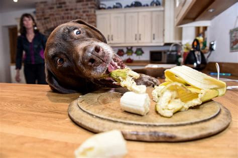 Rollo The Labrador Munches On Grub In The Cupboards And The Dishwasher