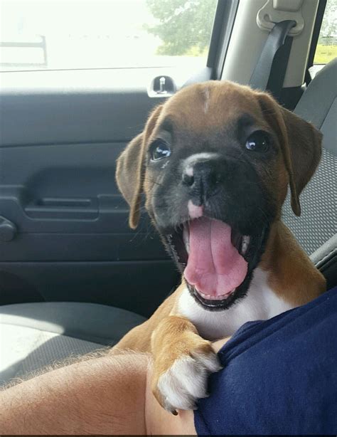 Boxers Are Adorable Dogs Made Out Of Farts And Wiggles Boxer Dogs