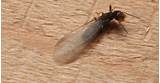 Pictures of Termite Bugs
