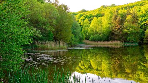 Riparian Forest Reflection Wallpaper Backiee