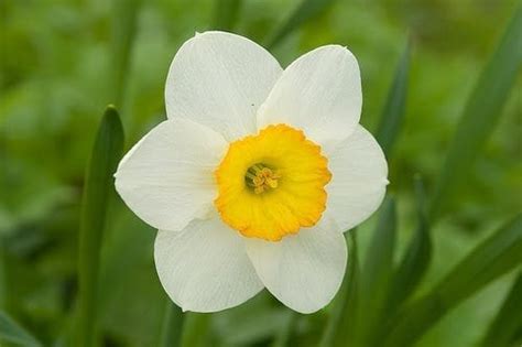 Narcissus Flower Birth Flower For December1 Flowers By Flourish