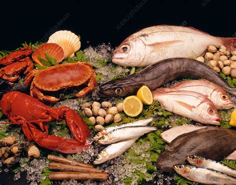 Assortment Of Edible Fresh Fish And Shellfish Stock Image H1100723