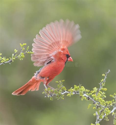A Beautiful Male Northern Cardinal In Southern Texas Usa Stock Image