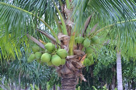 We did not find results for: Fruit Trees - Home Gardening Apple, Cherry, Pear, Plum ...