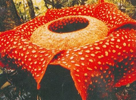 Tersedia juga peta tematik : (Raflesia Arnoldi) | Indonesian Flora | Pinterest