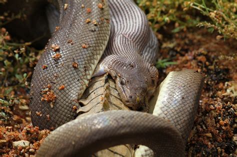 Wildlife Chronicles Python Battles Crocodile And Eats It