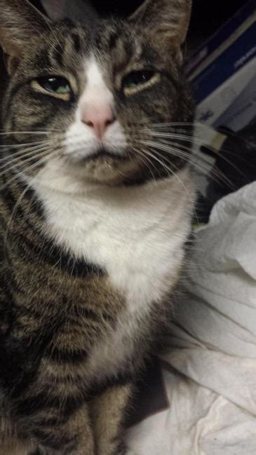 Lost Cat Domestic Short Hair In East Hartford Ct Lost My Kitty