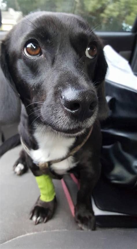 Browse thru thousands of labrador retriever dogs for adoption near panama city beach, florida, usa area , listed by dog rescue organizations and individuals, to find your match. Adopt Jax on Petfinder | Black labrador retriever ...