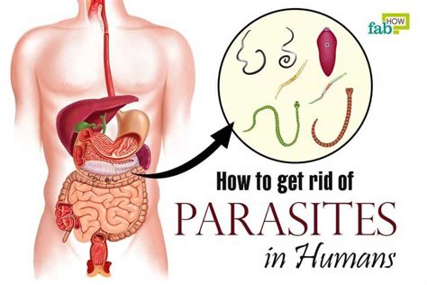 Dealing With Parasites Imsyser Parasite Human Intestinal Parasites