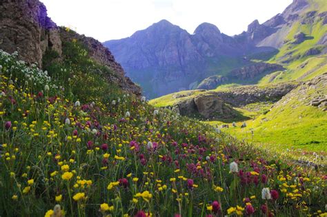 Excellent service · need help · online only · caring staff The Wildflowers that Roam. The wildflower meadows in ...