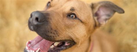 That bad, fishy smell is unique variation in the fishy smell occurs with different 'recipes' or combinations of acids. 6 Reasons Your Dog Smells Like Fish (2020 Guide Update)