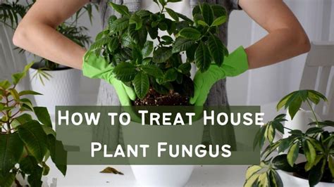 How To Treat House Plant Fungus Complete Guide