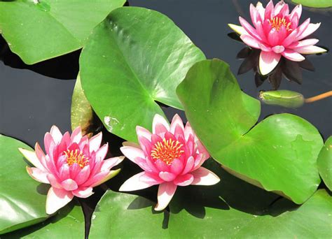 Wholesale suppliers and exporters of lotus flower, lotus seeds, stem and leaves. Blue Lotus Flower Seed Water Lily Seeds For Growing - Buy ...