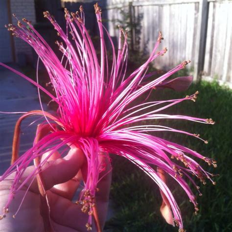 Heb opening and closing times for stores near by. Does anyone know what kind of flower this is. It was going ...