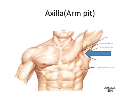 Ppt Anatomy Of The Axilla Powerpoint Presentation Free Download Id