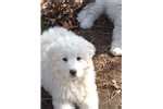 The most common maremma sheepdog material is ceramic. Maremma Sheepdog Puppies for Sale from Reputable Dog Breeders